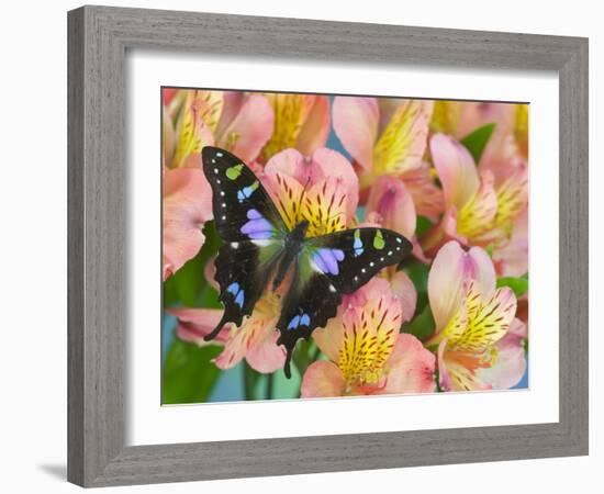 The Purple Spotted Swallowtail Butterfly-Darrell Gulin-Framed Photographic Print