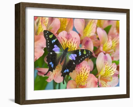 The Purple Spotted Swallowtail Butterfly-Darrell Gulin-Framed Photographic Print