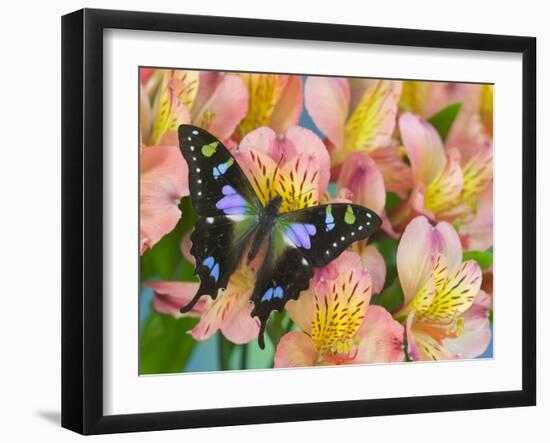 The Purple Spotted Swallowtail Butterfly-Darrell Gulin-Framed Photographic Print