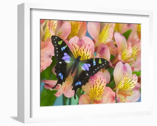 The Purple Spotted Swallowtail Butterfly-Darrell Gulin-Framed Photographic Print