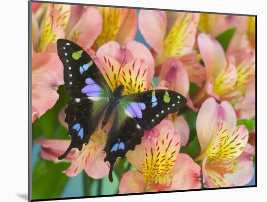 The Purple Spotted Swallowtail Butterfly-Darrell Gulin-Mounted Photographic Print