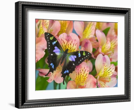 The Purple Spotted Swallowtail Butterfly-Darrell Gulin-Framed Photographic Print