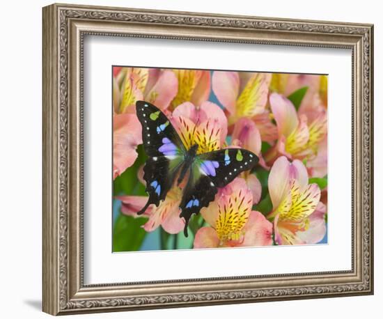 The Purple Spotted Swallowtail Butterfly-Darrell Gulin-Framed Photographic Print