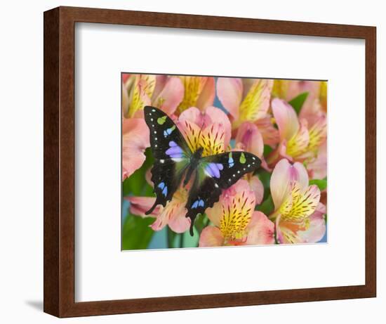 The Purple Spotted Swallowtail Butterfly-Darrell Gulin-Framed Photographic Print