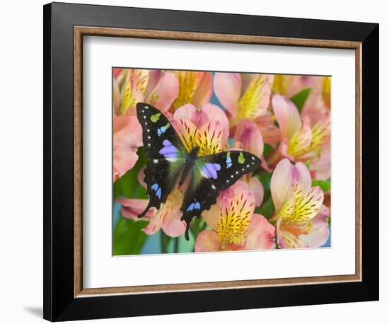 The Purple Spotted Swallowtail Butterfly-Darrell Gulin-Framed Photographic Print