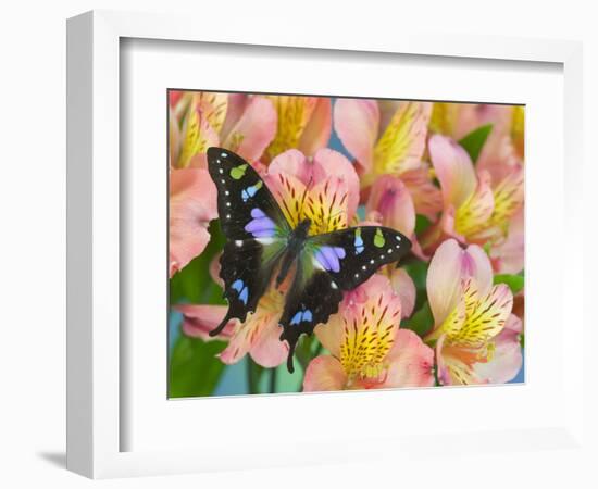 The Purple Spotted Swallowtail Butterfly-Darrell Gulin-Framed Photographic Print