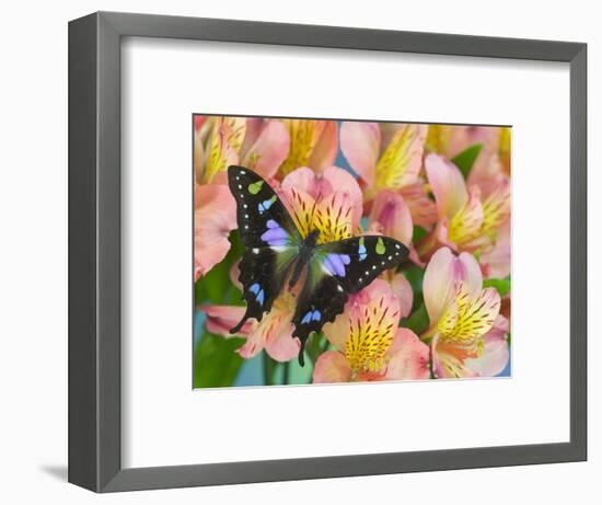 The Purple Spotted Swallowtail Butterfly-Darrell Gulin-Framed Photographic Print