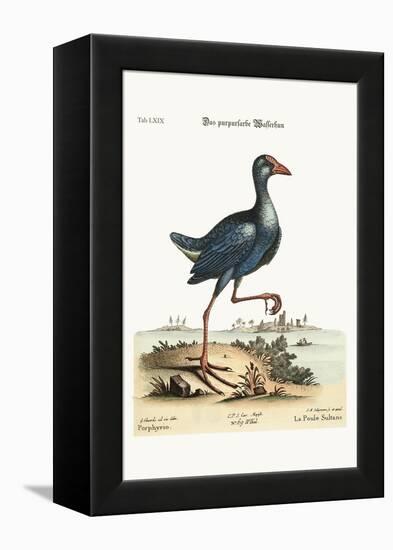 The Purple Water-Hen, 1749-73-George Edwards-Framed Premier Image Canvas