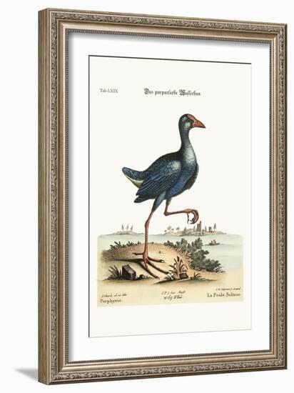 The Purple Water-Hen, 1749-73-George Edwards-Framed Giclee Print