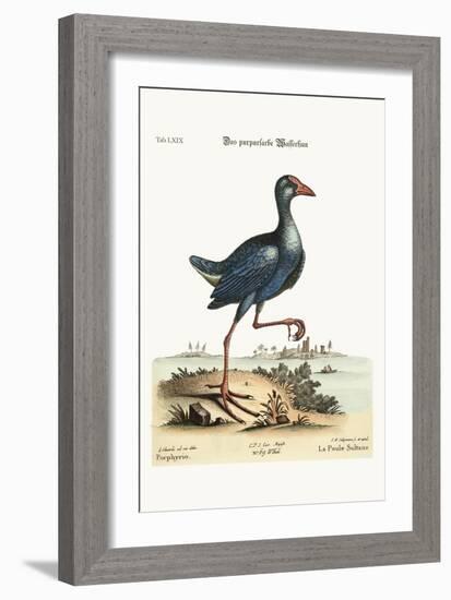 The Purple Water-Hen, 1749-73-George Edwards-Framed Giclee Print