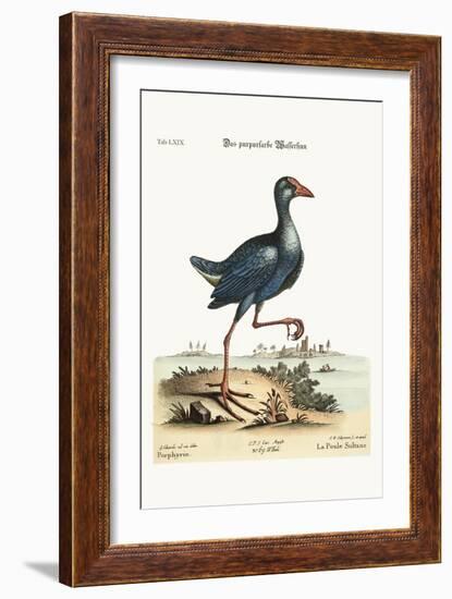 The Purple Water-Hen, 1749-73-George Edwards-Framed Giclee Print