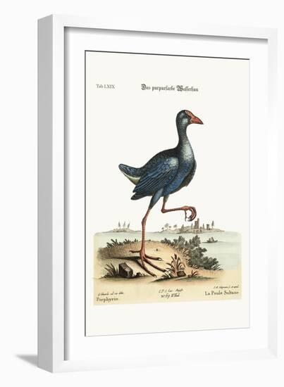 The Purple Water-Hen, 1749-73-George Edwards-Framed Giclee Print