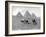 The Pyramids of Giza, Cairo, Egypt, C1920S-null-Framed Giclee Print