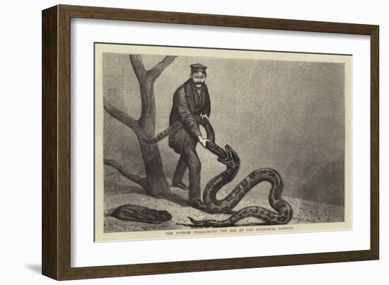 The Python Swallowing the Boa at the Zoological Gardens-null-Framed Giclee Print