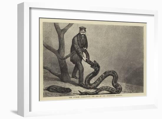 The Python Swallowing the Boa at the Zoological Gardens-null-Framed Giclee Print