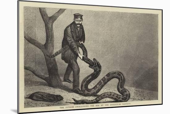 The Python Swallowing the Boa at the Zoological Gardens-null-Mounted Giclee Print