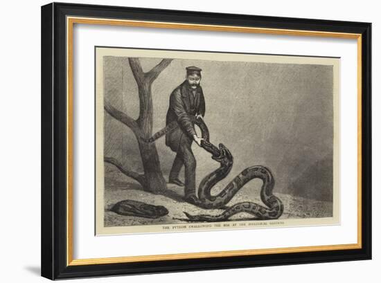 The Python Swallowing the Boa at the Zoological Gardens-null-Framed Giclee Print