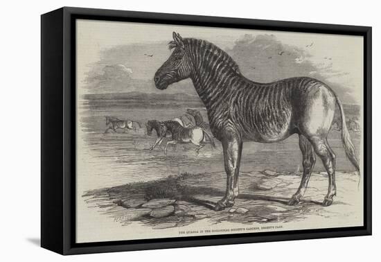 The Quagga in the Zoological Society's Gardens, Regent's Park-Harrison William Weir-Framed Premier Image Canvas