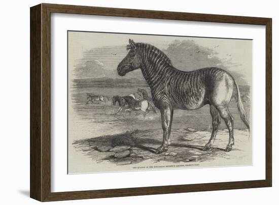 The Quagga in the Zoological Society's Gardens, Regent's Park-Harrison William Weir-Framed Giclee Print