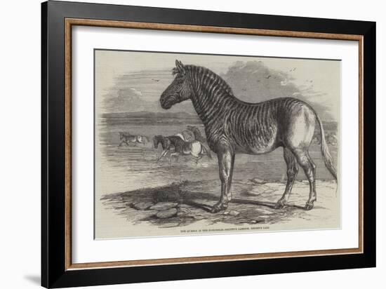 The Quagga in the Zoological Society's Gardens, Regent's Park-Harrison William Weir-Framed Giclee Print