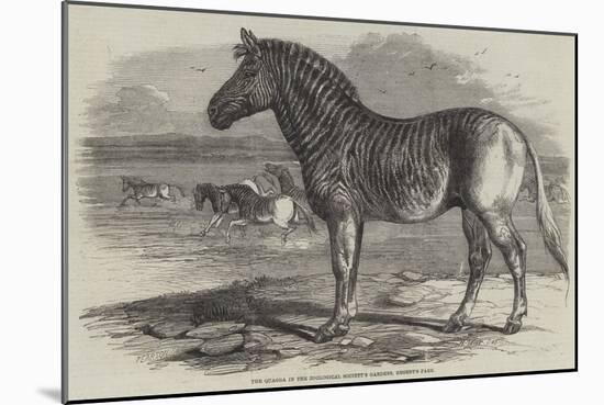 The Quagga in the Zoological Society's Gardens, Regent's Park-Harrison William Weir-Mounted Giclee Print