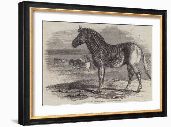 The Quagga in the Zoological Society's Gardens, Regent's Park-Harrison William Weir-Framed Giclee Print