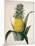 The Queen Pineapple-Porter Design-Mounted Premium Giclee Print