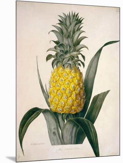 The Queen Pineapple-Porter Design-Mounted Premium Giclee Print