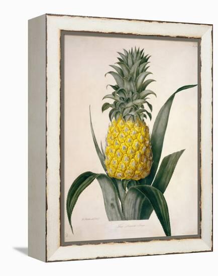 The Queen Pineapple-Porter Design-Framed Premier Image Canvas