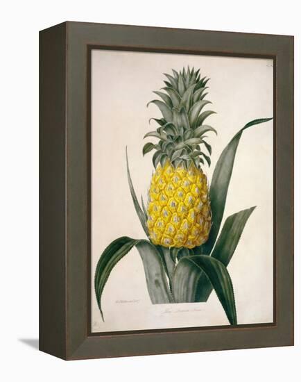 The Queen Pineapple-Porter Design-Framed Premier Image Canvas