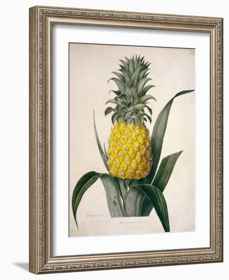 The Queen Pineapple-Porter Design-Framed Giclee Print