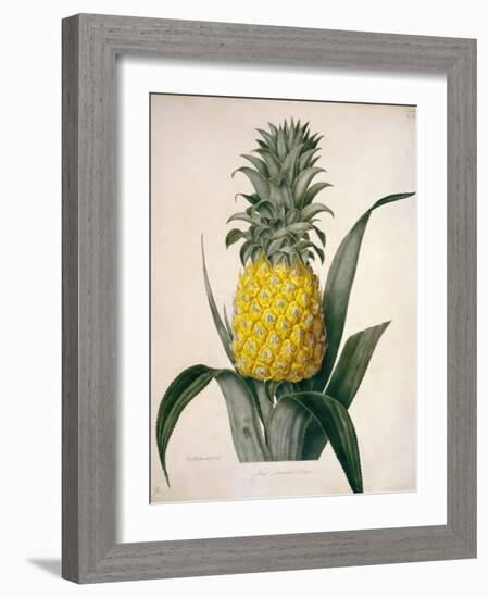 The Queen Pineapple-Porter Design-Framed Giclee Print