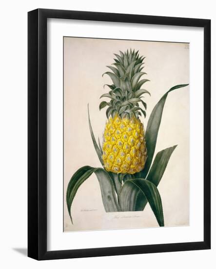 The Queen Pineapple-Porter Design-Framed Giclee Print