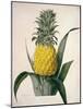 The Queen Pineapple-Porter Design-Mounted Giclee Print