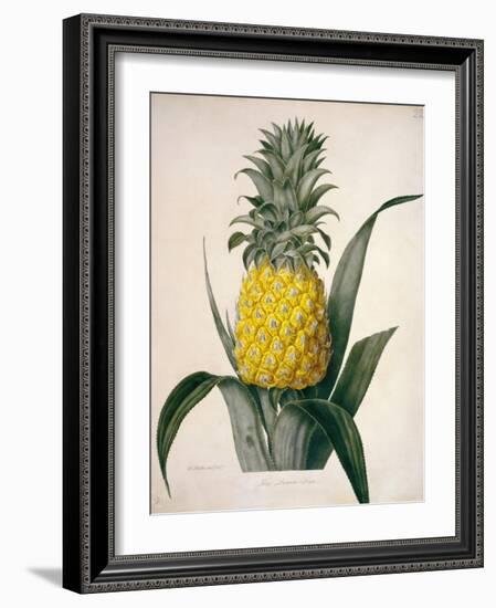 The Queen Pineapple-Porter Design-Framed Giclee Print