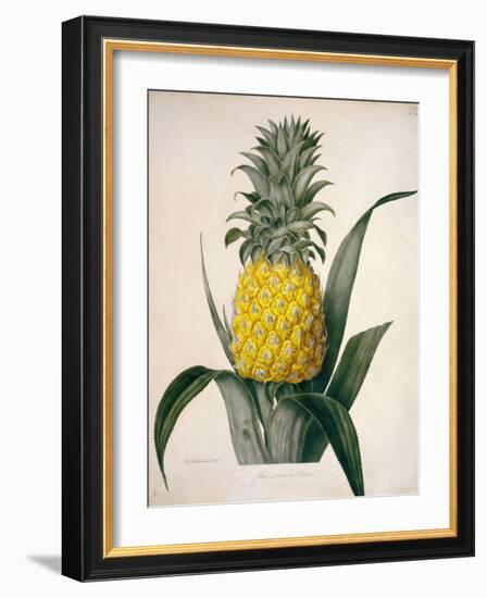 The Queen Pineapple-Porter Design-Framed Giclee Print