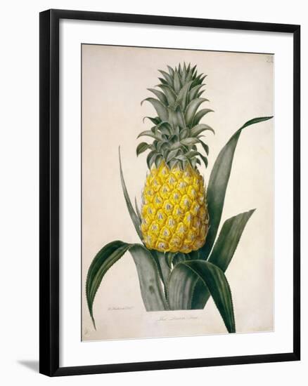 The Queen Pineapple-Porter Design-Framed Premium Giclee Print