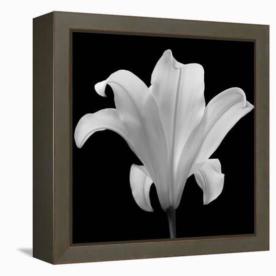 The Quiet Japanese Lilly, 2006-Hiroyuki Arakawa-Framed Premier Image Canvas