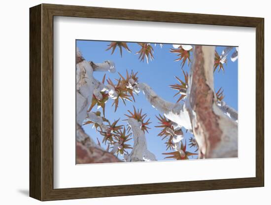 The Quiver Tree Gets its Name from San People Who Used the Branches to Form Quivers for Arrows-Alex Treadway-Framed Photographic Print