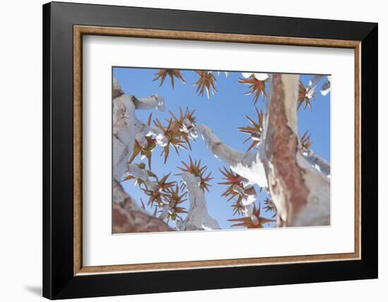 The Quiver Tree Gets its Name from San People Who Used the Branches to Form Quivers for Arrows-Alex Treadway-Framed Photographic Print