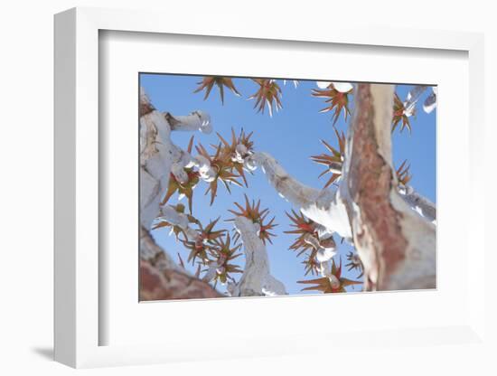 The Quiver Tree Gets its Name from San People Who Used the Branches to Form Quivers for Arrows-Alex Treadway-Framed Photographic Print