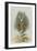 The Rabbit Running Away-John Tenniel-Framed Giclee Print