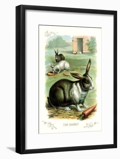 The Rabbit-null-Framed Art Print