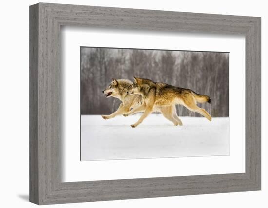 The Race-Lisa Dearing-Framed Photographic Print