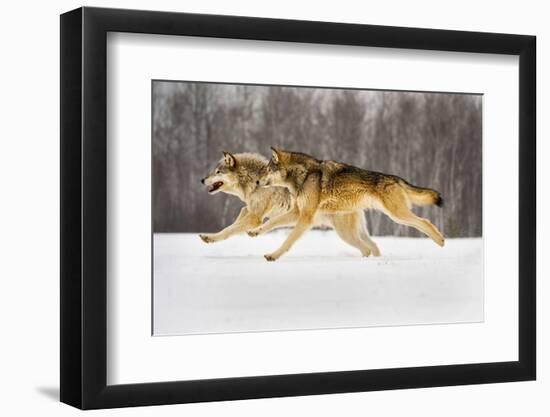 The Race-Lisa Dearing-Framed Photographic Print