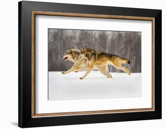 The Race-Lisa Dearing-Framed Photographic Print