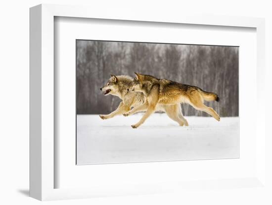 The Race-Lisa Dearing-Framed Photographic Print