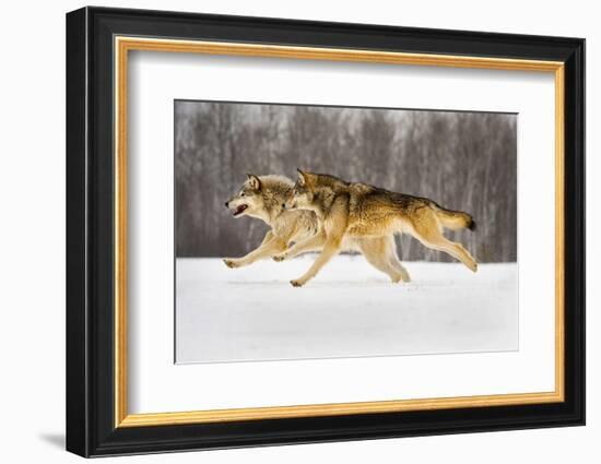 The Race-Lisa Dearing-Framed Photographic Print