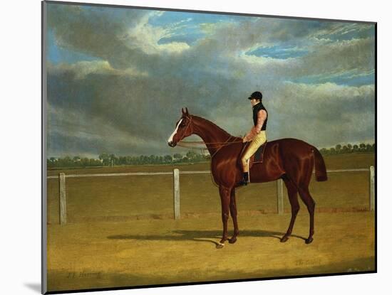 The Racehorse 'The Colonel' with William Scott Up-Federico Ballesio-Mounted Giclee Print