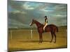 The Racehorse 'The Colonel' with William Scott Up-Federico Ballesio-Mounted Giclee Print